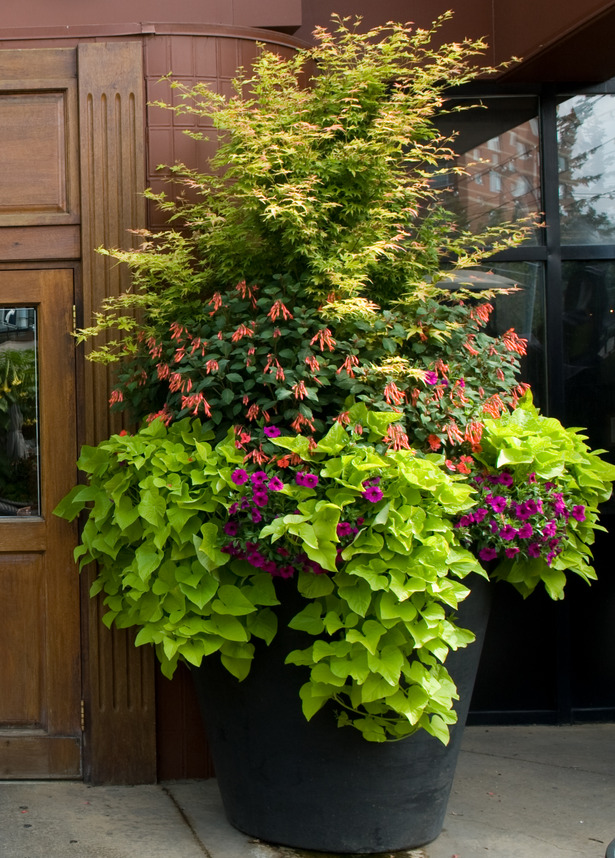 summer beautification commercial planters